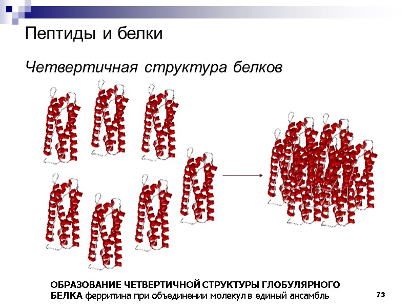 73 Пептиды и белки   Четвертичная структура белков  ОБРАЗОВАНИЕ ЧЕТВЕРТИЧНОЙ СТРУКТУРЫ ГЛОБУЛЯРНОГО